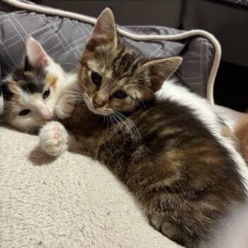 Bacon -  Domestic Short Hair Cat for Adoption in Chicago, Illinois - Bacon | PetCurious