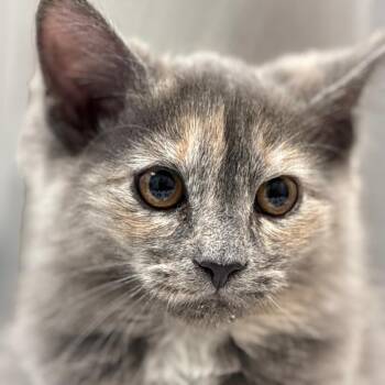 Domestic Medium Hair Cats Available for Adoption - Lorna Doone | PetCurious