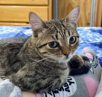 Dahlia -  Domestic Short Hair Cat Available for Adoption in Hudson, New Hampshire - Dahlia | PetCurious