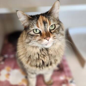 Artemis -  Domestic Medium Hair Cat for Adoption in Reno, Nevada - Artemis | PetCurious
