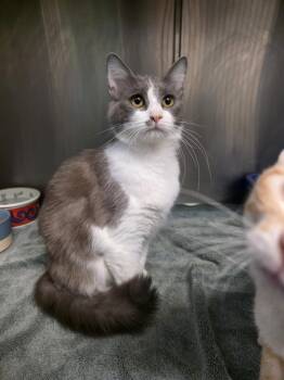 Domestic Medium Hair Cats Available for Adoption - Linzy | PetCurious