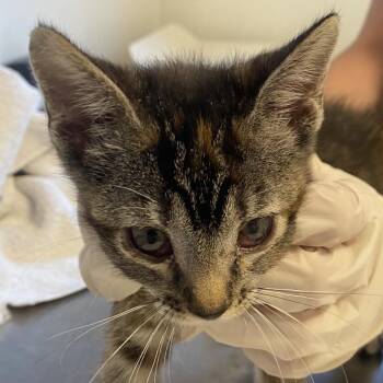 Marquis (26-3U-4) -  Domestic Short Hair Cat for Adoption in Rifle, Colorado - Marquis (26-3U-4) | PetCurious