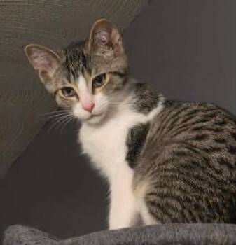 Dublin -  Domestic Short Hair Cat for Adoption in Battle Creek, Michigan - Dublin | PetCurious