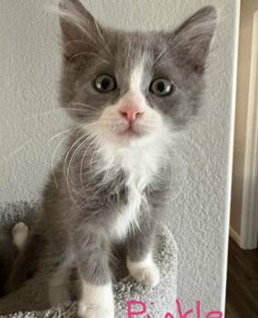PICKLE -  Domestic Short Hair Cat for Adoption in Sacramento, California - PICKLE | PetCurious