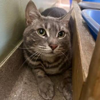 Toasty -  Domestic Short Hair Cat for Adoption in East Montpelier, Vermont - Toasty | PetCurious