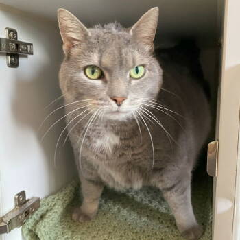 Rescue Domestic Short Hair and Tabby Cats for Adoption in Littlestown, Pennsylvania - Baby Girl | PetCurious