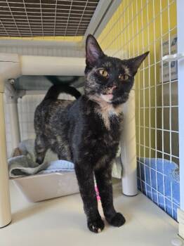 Rescue Domestic Short Hair Cats for Adoption in Cortland, New York - Aggie | PetCurious