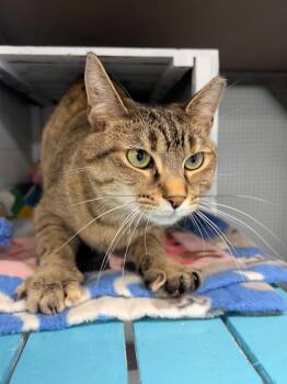 Mocha -  Tabby Cat for Adoption in Grand Rapids, Michigan - Mocha | PetCurious