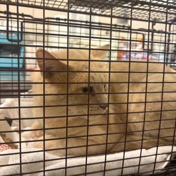 Sandman -  Domestic Short Hair Cat for Adoption in Chicago, Illinois - Sandman | PetCurious