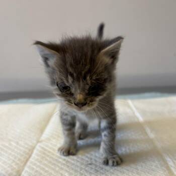 IVHS-Stray-138253 -  Domestic Short Hair Cat for Adoption in San Gabriel, California - IVHS-Stray-138253 | PetCurious