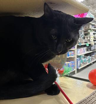 Domestic Short Hair Cats Available for Adoption - Jinx | PetCurious