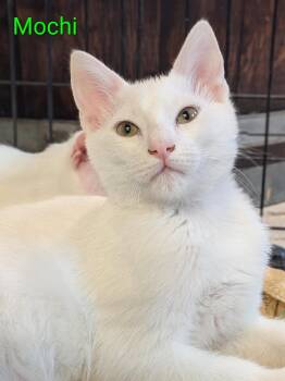 Mochi -  Domestic Short Hair Cat for Adoption in Morgan Hill, California - Mochi | PetCurious