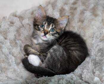 Lucy -  Domestic Medium Hair Cat for Adoption in Tyler, Texas - Lucy | PetCurious