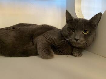 Domestic Short Hair Cats Available for Adoption in Hyde Park, New York - Asher | PetCurious