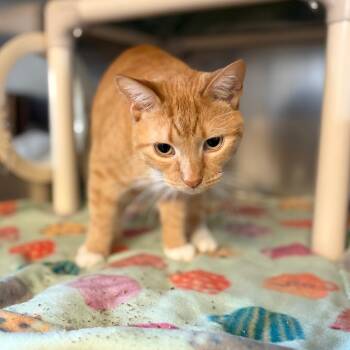 Nara -  Domestic Short Hair Cat for Adoption in Milan, Illinois - Nara | PetCurious