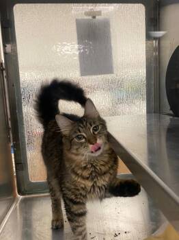 Maine Coon Cats Available for Adoption in Plano, Texas - Pablo A213655 | PetCurious