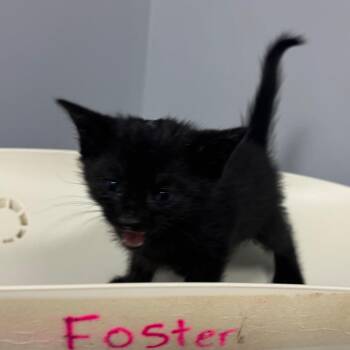 Domestic Medium Hair Cats Available for Adoption in Columbus, Georgia - Buena Vista 0076 | PetCurious