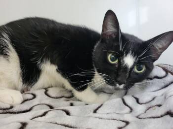Barbara -  Domestic Short Hair Cat for Adoption in Delson, Quebec - Barbara | PetCurious