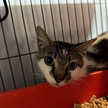 Kali -  Domestic Short Hair Cat for Adoption in Port Charlotte, Florida - Kali | PetCurious