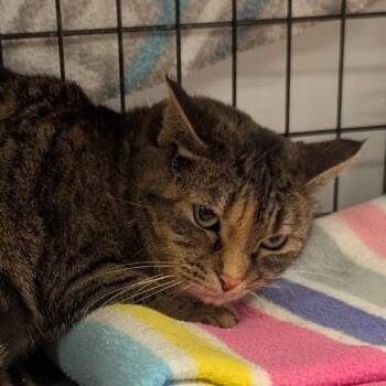 Domestic Short Hair Cats Available for Adoption in Indiana, Pennsylvania - Nikki | PetCurious