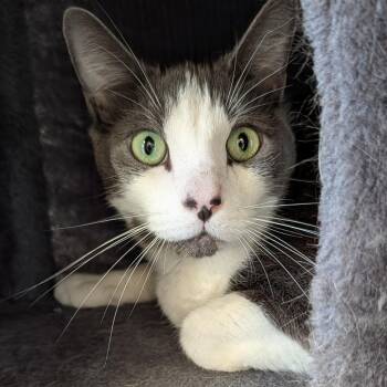 Monkey -  Domestic Short Hair Cat for Adoption in Hawthorne, California - Monkey | PetCurious