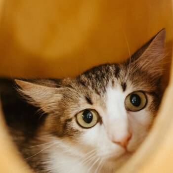 Rescue Domestic Short Hair Cats for Adoption in Jackson, Wyoming - Gracie | PetCurious