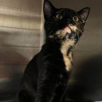 Sydney -  Domestic Short Hair Cat for Adoption in Pauls Valley, Oklahoma - Sydney | PetCurious