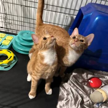 Ernie -  Domestic Short Hair Cat for Adoption in Greensburg, Pennsylvania - Ernie | PetCurious