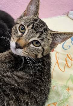 Erling -  Domestic Short Hair Cat for Adoption in Sherwood, Arkansas - Erling | PetCurious