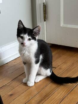 Domestic Short Hair Cats Available for Adoption in Oak Park, Michigan - Ferb | PetCurious