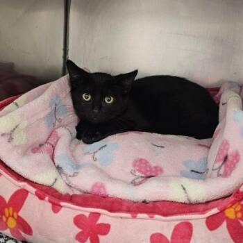 Shrimp -  Domestic Short Hair Cat for Adoption in Schenectady, New York - Shrimp | PetCurious