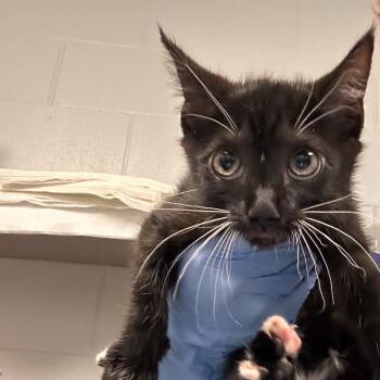 Cinnamon -  Domestic Short Hair Cat for Adoption in Greenville, South Carolina - Cinnamon | PetCurious