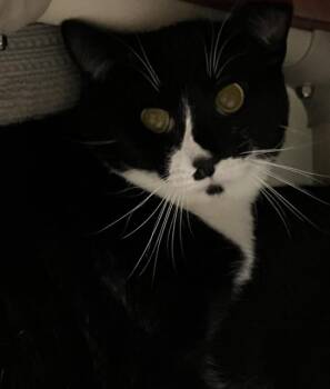 RODRICK -  Domestic Short Hair Cat for Adoption in Boston, Massachusetts - RODRICK | PetCurious