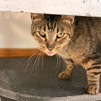Missyfu -  Domestic Short Hair Cat Available for Adoption in Harlingen, Texas - Missyfu | PetCurious