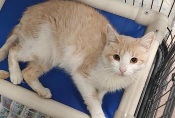 Echo -  Domestic Short Hair Cat for Adoption in Cincinnati, Ohio - Echo | PetCurious