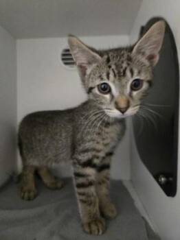 Louie -  Domestic Short Hair Cat for Adoption in Savannah, Georgia - Louie | PetCurious