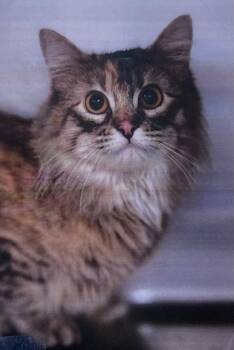 Rescue Domestic Long Hair Cats for Adoption in Fort Madison, Iowa - Olive | PetCurious