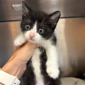 26-284 Mac -  Domestic Short Hair Cat for Adoption in North Branford, Connecticut - 26-284 Mac | PetCurious