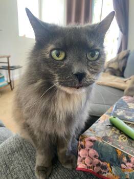 Rescue Maine Coon and Domestic Long Hair Cats for Adoption in Malibu, California - Pirate! | PetCurious