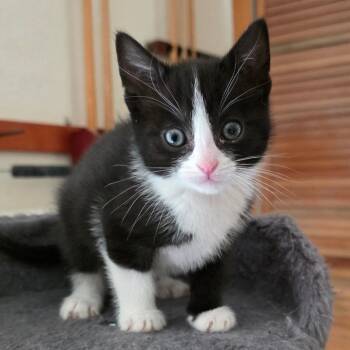 American Shorthair Cats Available for Adoption - Velma | PetCurious