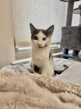 Domestic Short Hair Cats Available for Adoption - Blizzard | PetCurious