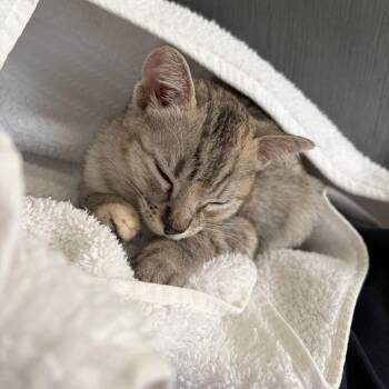 Tic Tac -  Domestic Short Hair Cat for Adoption in Brea, California - Tic Tac | PetCurious