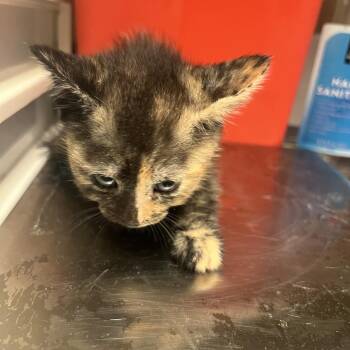 Ellie 6047 -  Domestic Short Hair Cat for Adoption in Columbus, Georgia - Ellie 6047 | PetCurious