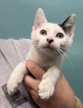 Ken -  Domestic Short Hair Cat for Adoption in New Orleans, Louisiana - Ken | PetCurious