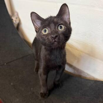 Raven -  Domestic Short Hair Cat for Adoption in Sarasota, Florida - Raven | PetCurious
