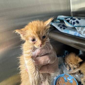 Dean -  Domestic Short Hair Cat for Adoption in Las Vegas, Nevada - Dean | PetCurious