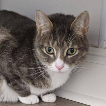 Gilligan (aka Archie Munster Styx) -  Domestic Short Hair Cat Available for Adoption in Cumming, Georgia - Gilligan (aka Archie Munster Styx) | PetCurious