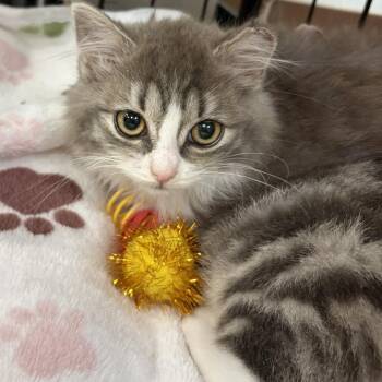 Domestic Medium Hair Cats Available for Adoption - Gracie | PetCurious