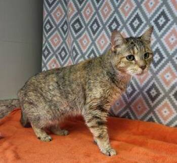 Kumi -  Domestic Short Hair Cat for Adoption in Bucyrus, Ohio - Kumi | PetCurious