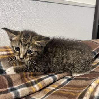 Lance -  Domestic Short Hair Cat for Adoption in Clearwater, Florida - Lance | PetCurious